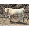 Image 2 : Birch Island Land & Cattle - 1075# July Delivery Heifers - 57 Head (Rhein, SK)