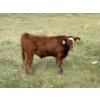 Image 12 : Evans Family (Gary, Carla & Keith) - 630# November Delivery Steer Calves - 95 Head (Bassano, AB)