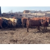 Image 7 : Turtleview Livestock - 950# May Delivery Steers - 62 Head (Goodlands, MB)
