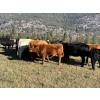 Image 7 : 20X Ranch Ltd. - 570# November Delivery Heifer Calves - 105 Head (Hedley, BC)