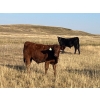 Image 6 : Standing Farms - 575# Steer Calves - 65 Head (Spondin, AB)