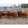 Image 6 : CL Ranches Ltd. - 810# March/April Delivery Steers - 70 Head (Cochrane, AB)