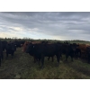 Image 22 : James Keen - 25 Black March/April Calving Bred Heifers (Reaburn, MB)
