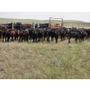 Image 1 : Rush Lake Ranch - 570# October Delivery Steer Calves - 85 Head (Vale, AB)
