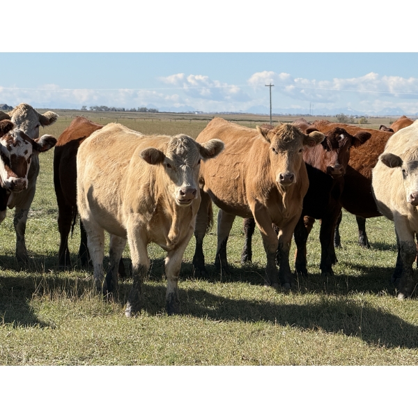 Glover Cattle Corp. - 1050# October Delivery Grass Heifers - 60 Head (Irricana, AB) VBP+