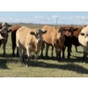 Image 1 : Glover Cattle Corp. - 1050# October Delivery Grass Heifers - 60 Head (Irricana, AB) VBP+