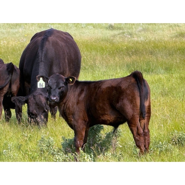 Richard Beekman - 575# November Delivery Steer Calves - 30 Head (Strathmore, AB)