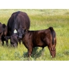 Image 1 : Richard Beekman - 575# November Delivery Steer Calves - 30 Head (Strathmore, AB)