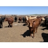 Image 3 : Hegedys Ranching - 1060# June Delivery Steers - 177 Head (Acme, AB)