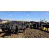 Image 1 : Cattlewood Farms Ltd. - 830# April Delivery Heifers - 70 Head (Vauxhall, AB)