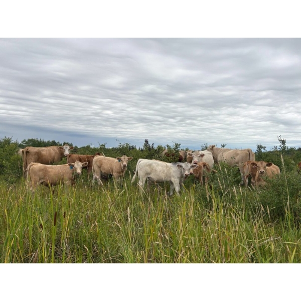 Wayne & Logan Lytwyn - 600# Oct/Nov Delivery Steer Calves - 180 Head (Winnipegosis, MB)