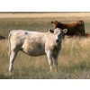 Image 6 : Riverbend Ranch - 825# September Delivery Grass Heifers - 400 Head (Scotfield, AB)