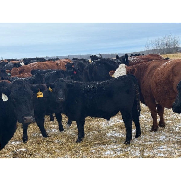 Rosadiuk Ranches - 550# December Delivery Steer Calves - 97 Head (Evansburg, AB)