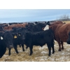 Image 1 : Rosadiuk Ranches - 550# December Delivery Steer Calves - 97 Head (Evansburg, AB)