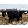 Image 3 : SNC Ranching - 930# March Delivery Steers - 185 Head (Arcola, SK)
