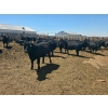 Image 3 : M.S. MacLean Livestock - 1000# May Delivery Steers - 78 Head (Coaldale, AB)