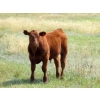 Image 7 : Henrickson Ranch & TC Farms  - 590# November Delivery Steer Calves - 95 Head (Patricia, AB)