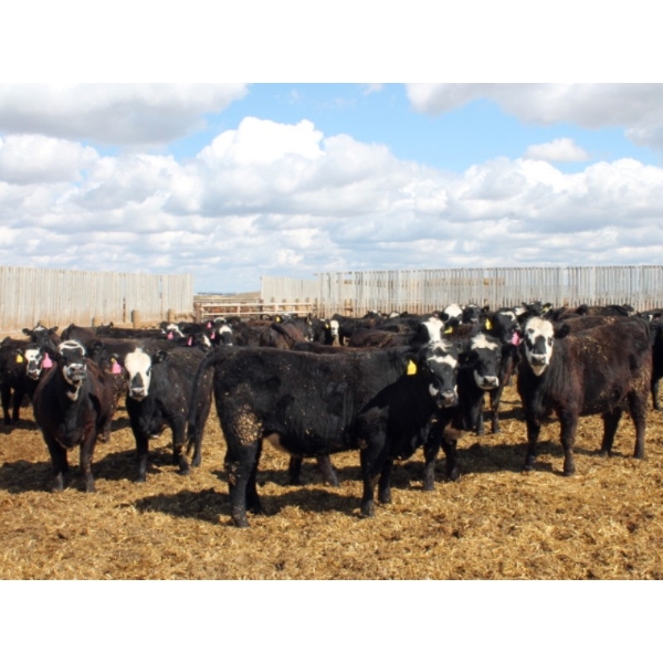 A&S Farms - 30 BBF Replacement Heifers (Coaldale, AB)