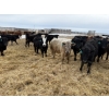 Image 7 : Vee Tee Feeders - 930# May Delivery Steers - 260 Head (Lloydminster, SK)