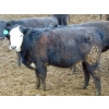 Image 2 : PSV Farms Ltd. - 810# April/May Delivery Heifers - 70 Head (Enchant, AB)