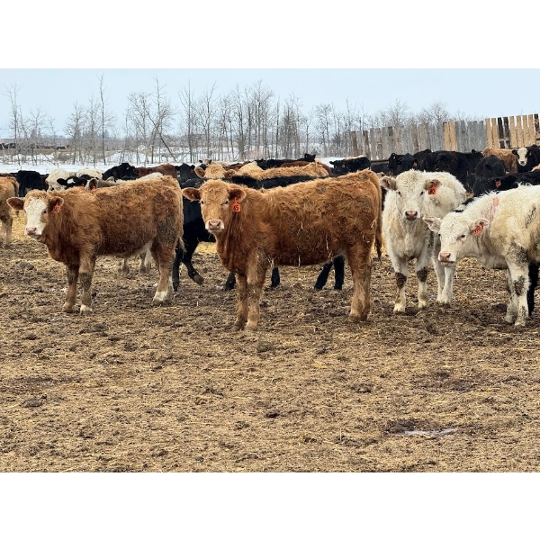 JDC AG - 900# June/July Delivery Heifers - 67 Head (Yorkton, SK)