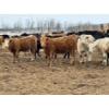 Image 1 : JDC AG - 900# June/July Delivery Heifers - 67 Head (Yorkton, SK)