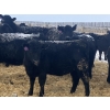 Image 3 : Eric Tarrant - 740# February Delivery Heifers - 70 Head (High River, AB)