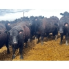 Image 2 : Eastligt Farms - 60 Black Angus X Replacement Heifers (Jarvie, AB)