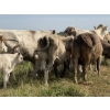 Image 9 : Malarky Farms - 12 Char/Char X Cow/Calf Pairs (Newdale, MB)