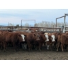 Image 4 : Don & Betty Petersen - 825# November Delivery Steer Calves - 55 Head (Sundre, AB)
