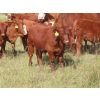 Image 16 : Hebert Livestock Ventures - 760# February Delivery Weaned Steers - 240 Head (Wawota, SK) VBP+