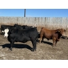 Image 7 : Hillsvale Farming Co. Ltd. - 40 Angus/Angus X Fed Steers (Cut Knife, SK)