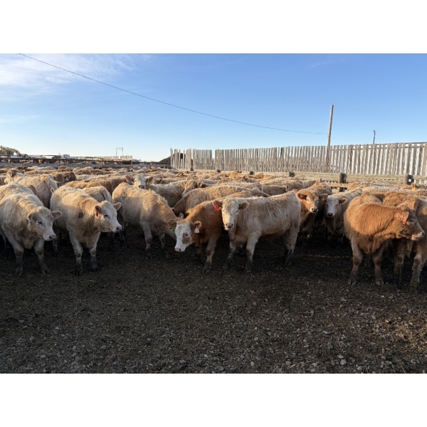 Williamson Farms - 1018# February Delivery Steers - 60 Head (Bow City, AB)