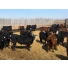 Image 7 : CV Bar Farms Ltd. - 950# April/May Delivery Steers - 180 Head (Scandia, AB)