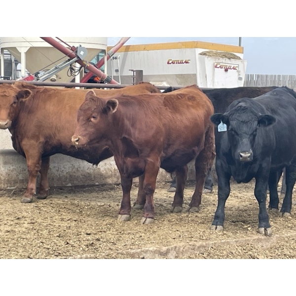 Lynden Land & Cattle - 900# June Delivery Steers - 50 Head (Linden, AB)