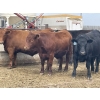 Image 1 : Lynden Land & Cattle - 900# June Delivery Steers - 50 Head (Linden, AB)