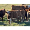 Image 6 : Glover Cattle Corp. - 700# November Delivery Steer Calves - 90 Head (Pine Lake, AB) VBP+