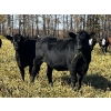 Image 5 : Kris Springer - 55 Black/BBF Simm/Angus X Bred Heifers (Foam Lake, SK)