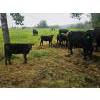 Image 18 : Vandenhoven Farms - 650# November Delivery Steer Calves - 95 Head (Rimbey, AB) VBP+