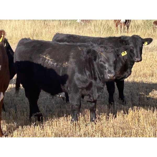 Dalbey Farms - 700# October Delivery Steer Calves - 50 Head (Dalum, AB)