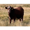 Image 3 : Riverbend Ranch - 1040# October Delivery Grass Steers - 280 Head (Scotfield, AB)