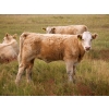 Image 4 : Alvin Sandum Family - 670# Steer Calves - 94 Head (Hussar, AB)