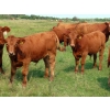 Image 12 : Wadella Ranch - 675# October Steer Calves - 180 Head (Kipling, SK)