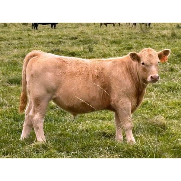 Holst Farms Ltd. - 700# October Delivery Steer Calves - 88 Head (Hays, AB)