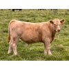 Image 1 : Holst Farms Ltd. - 700# October Delivery Steer Calves - 88 Head (Hays, AB)