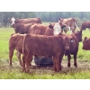 Image 4 : Mullen Land & Cattle Co. - 700# September Delivery Steer Calves - 85 Head (Peers, AB)