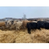 Image 7 : Lowe Ranches - 703# December Weaned Heifers - 99 Head (Nanton, AB)