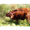 Image 4 : Bohnet Ranch - 675# November Delivery Steer Calves - 60 Head (Savona, BC)