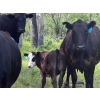Image 5 : Pine River Cattle Co. - 470# Oct/Nov Delivery Heifer Calves - 100 Head (Lone Prairie, BC)