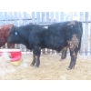 Image 8 : Ranahan Ranch - 945# February Delivery Yearling Steers - 14 Head (Wapella, SK)